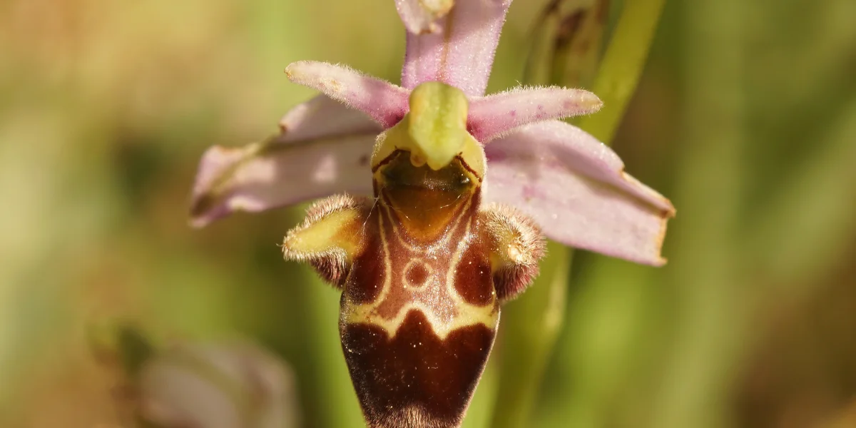 how to grow ophrys