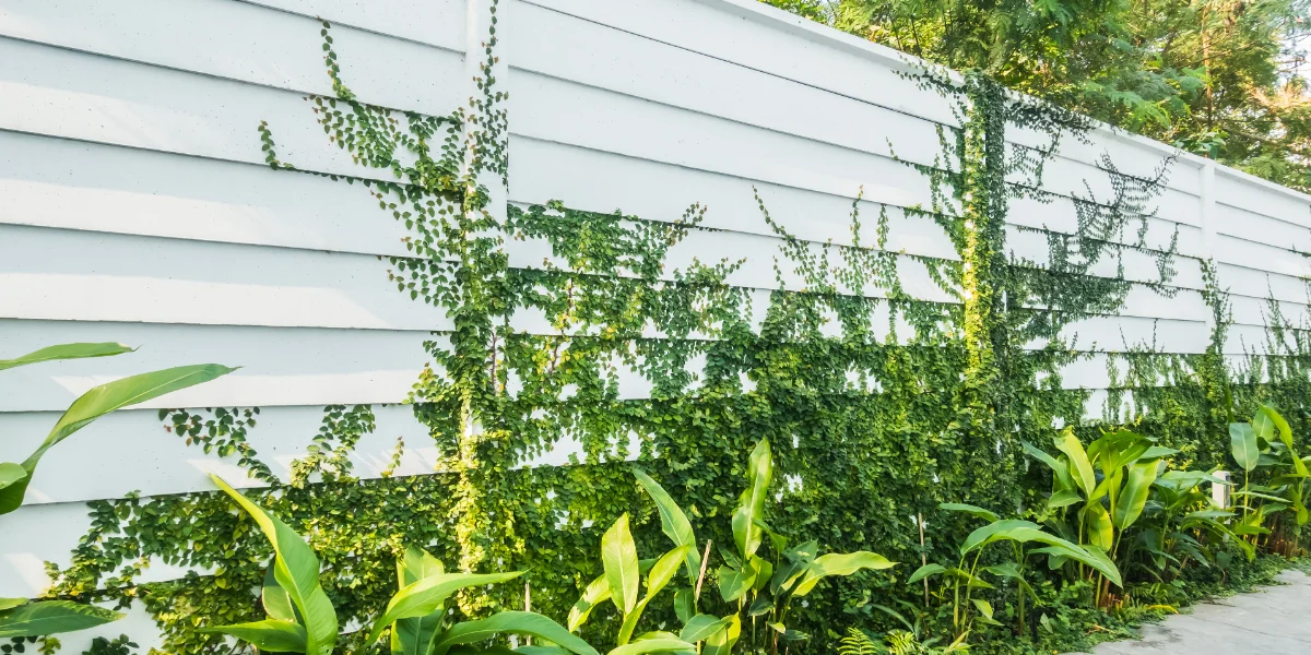 how to grow plants along a vinyl fence