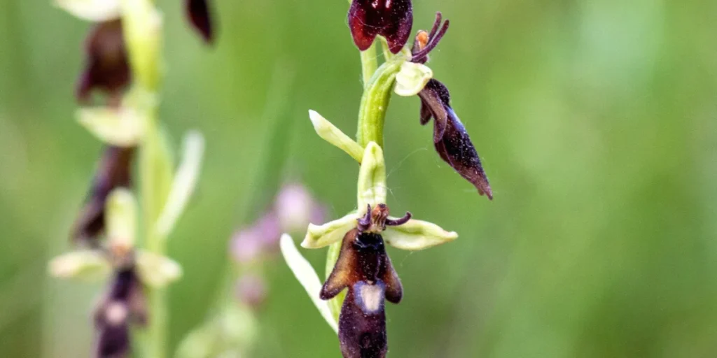 Ophrys 1