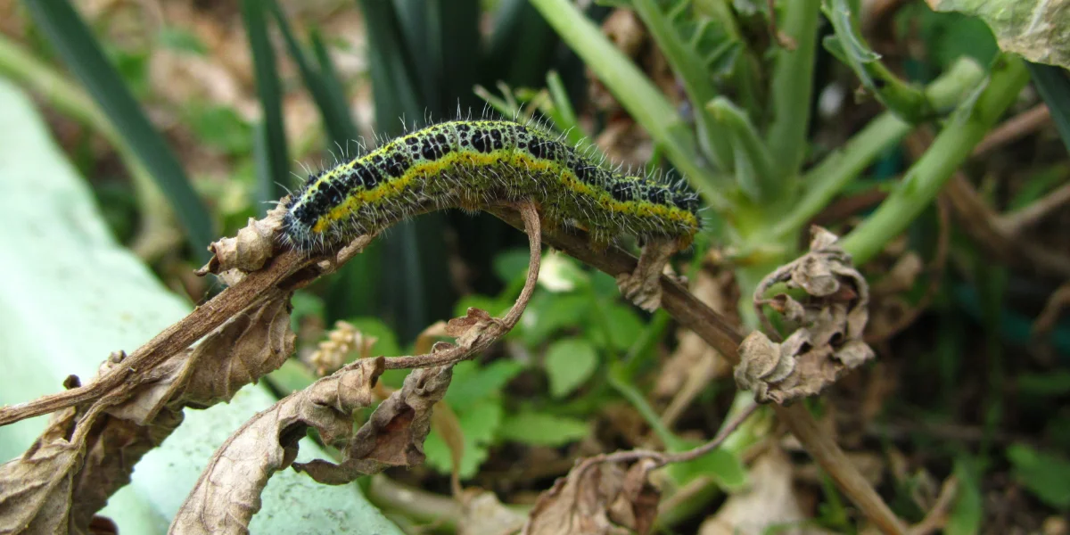 How to Grow Your Own Hornworms: