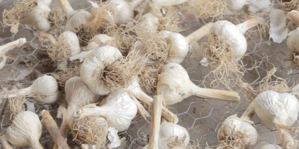 how to plant garlic