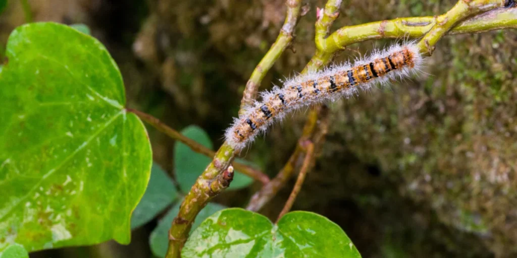 How To Grow Your Own Hornworms: A Complete Guide 1 hornworms