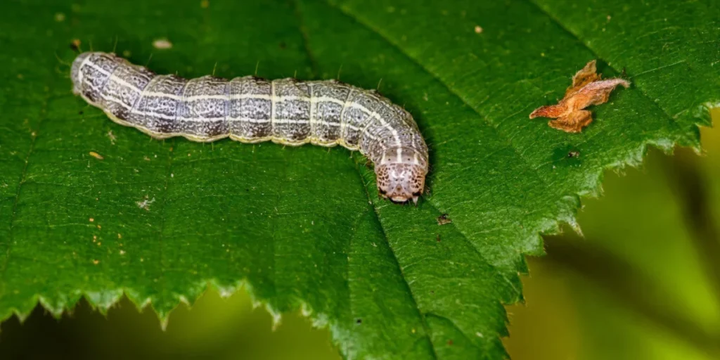 How To Grow Your Own Hornworms: A Complete Guide 3 hornworms 2