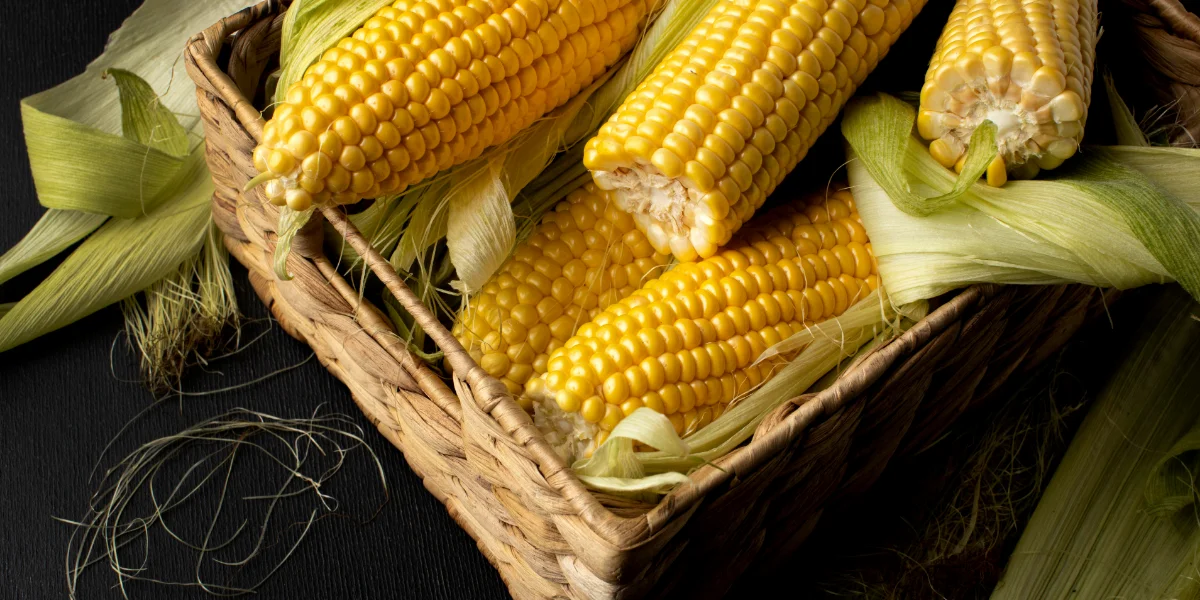 how to grow corn