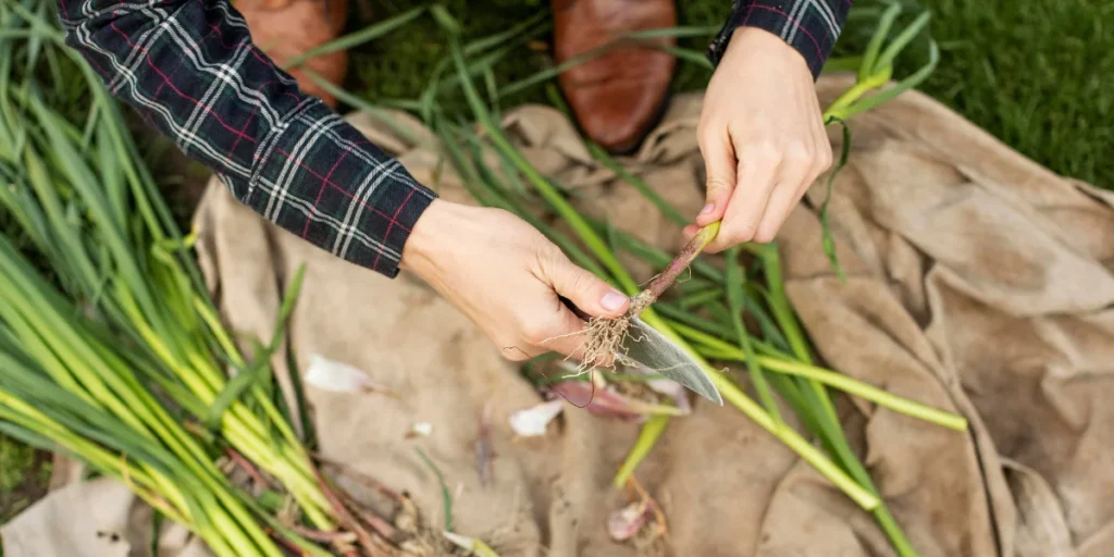 harvesting garlic