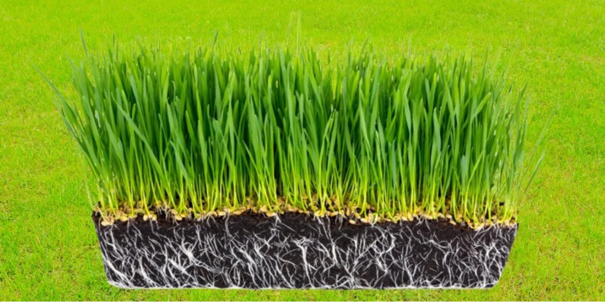 how to plant grass seed