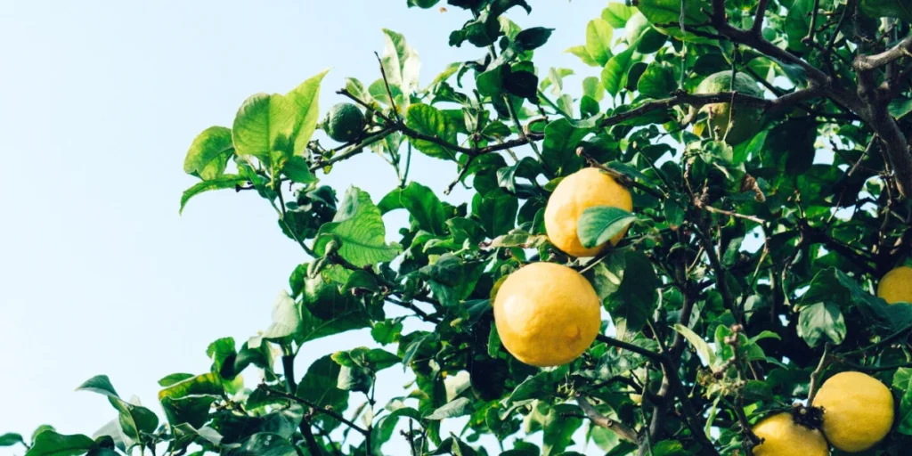 How To Grow Lemon Seeds: A Complete Guide From Planting To Harvest Lemon Seeds 1 lemons 1