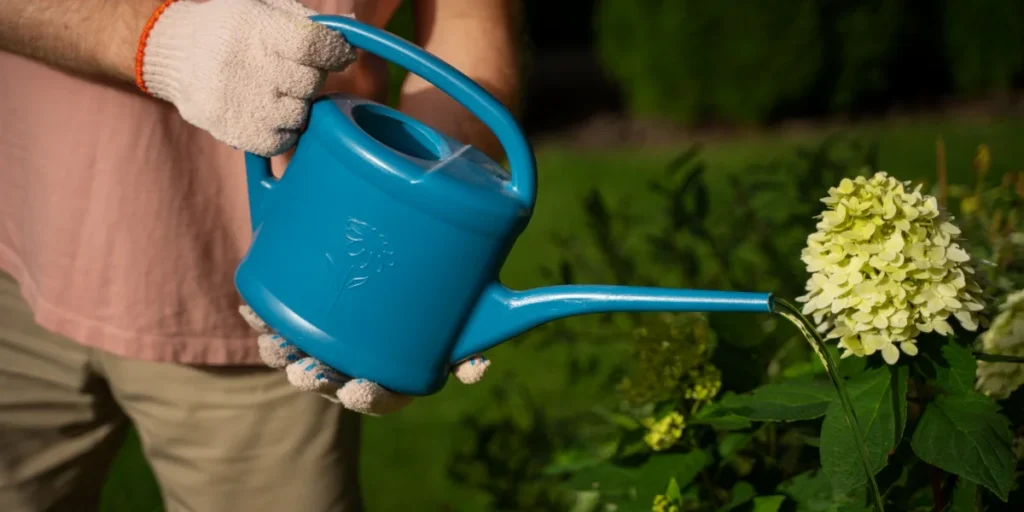 watering to cream peonies