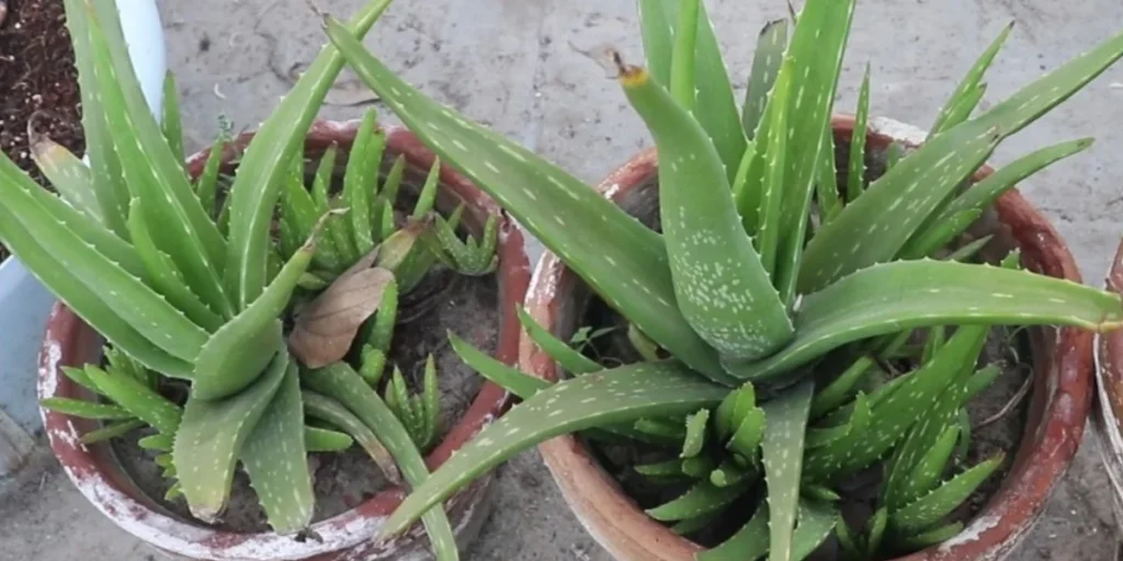 aloe vera plant