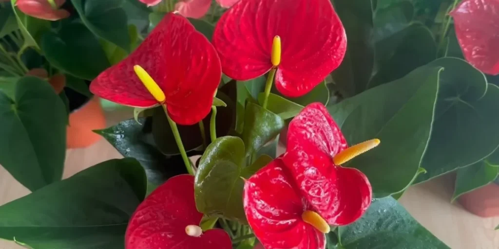 anthurium plant