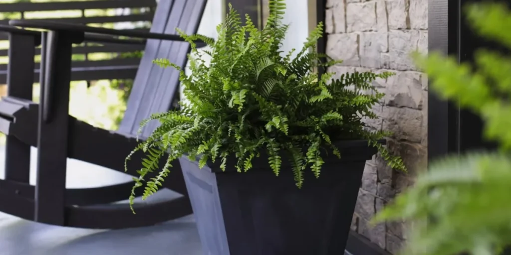 boston fern