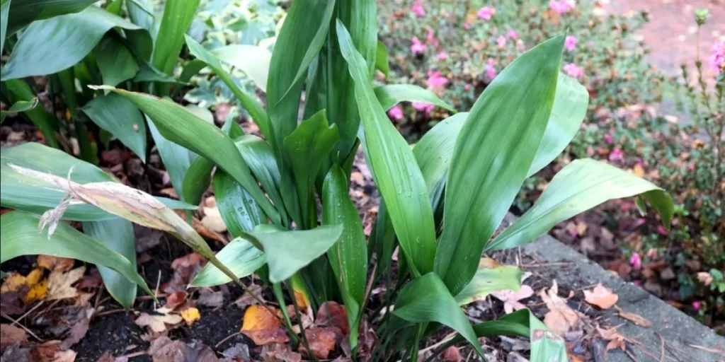 cast iron plant