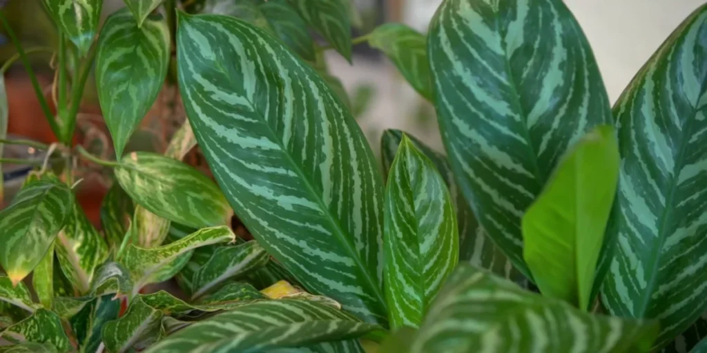 chinese evergreen