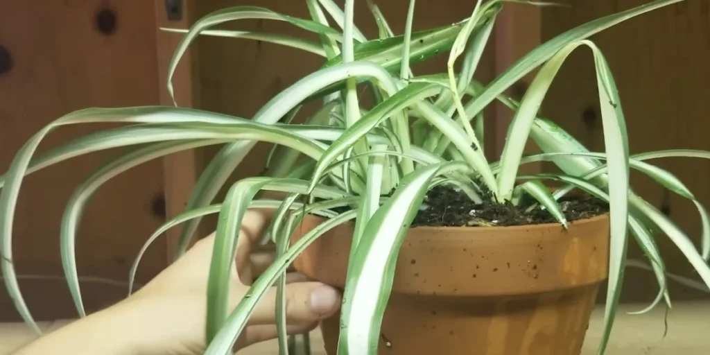 chlorophytum or spider plant