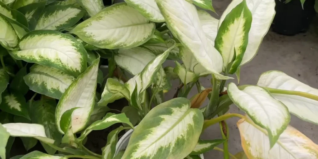 dieffenbachia plant