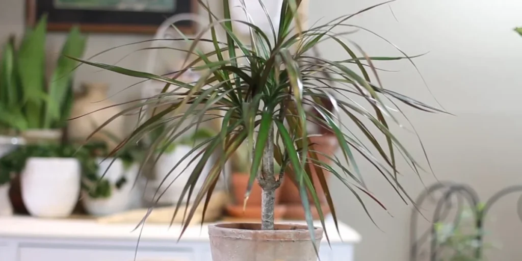 dracaena plant