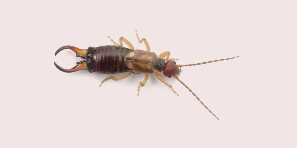 Earwigs