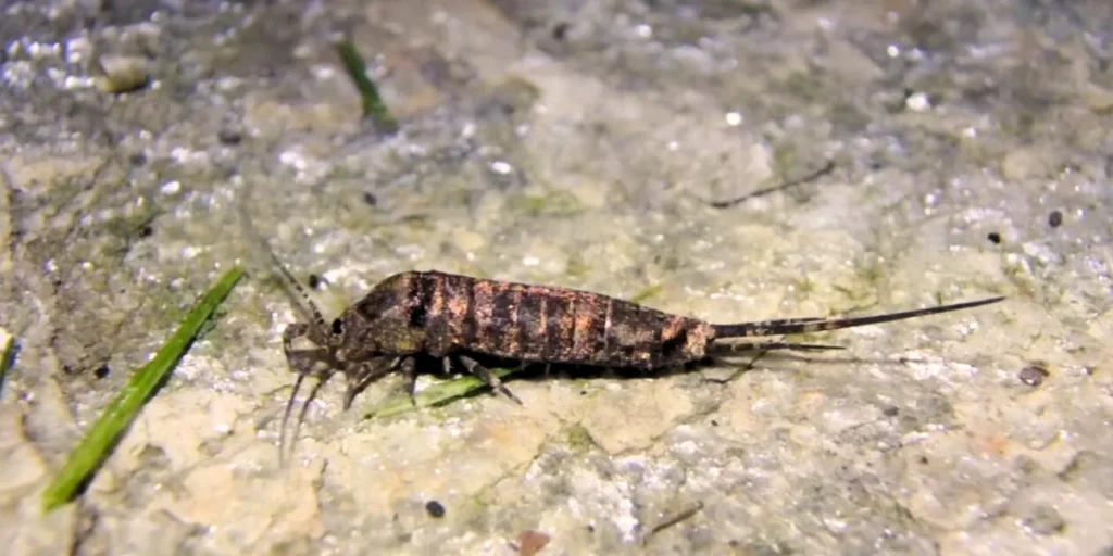 Jumping Bristletails