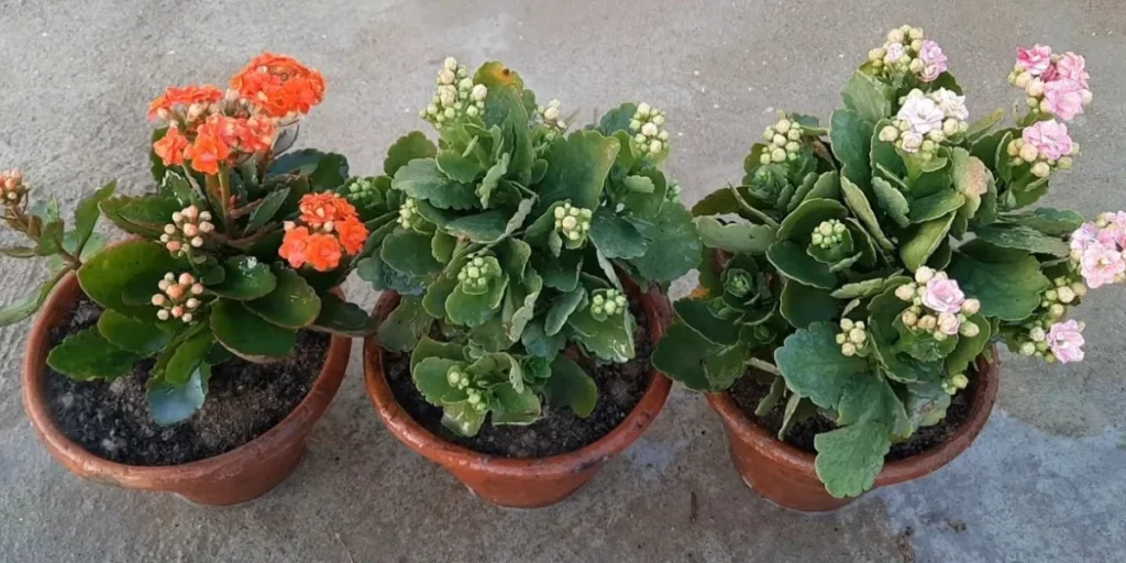 kalanchoe plant