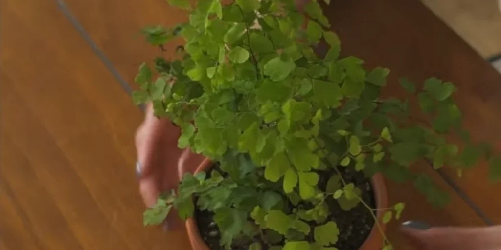 maidenhair fern