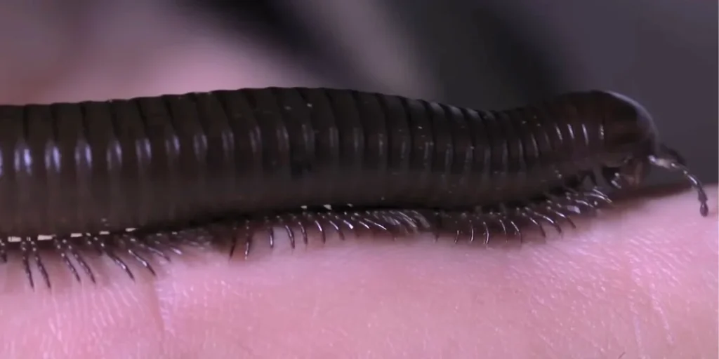 millipede