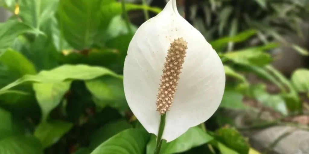 peace lily