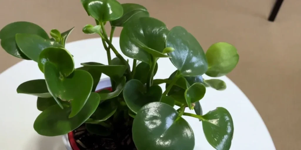 peperomia plant