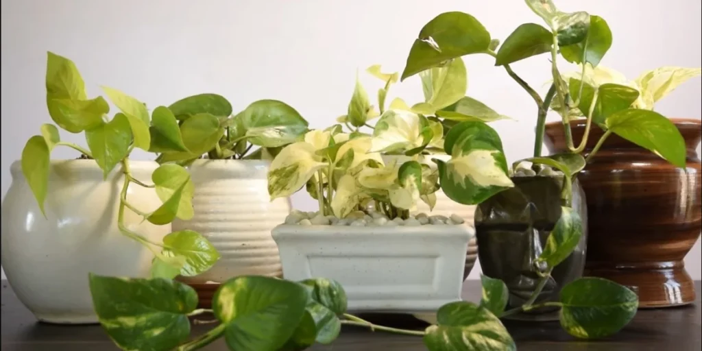 pothos plant