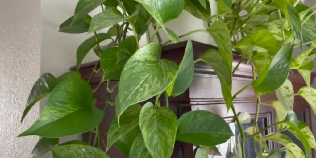 pothos marble queen