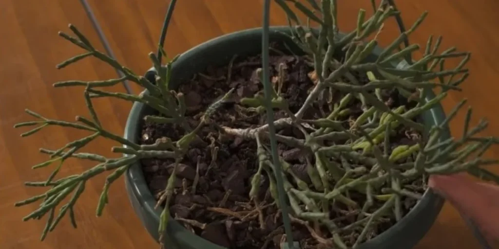 rhipsalis plant