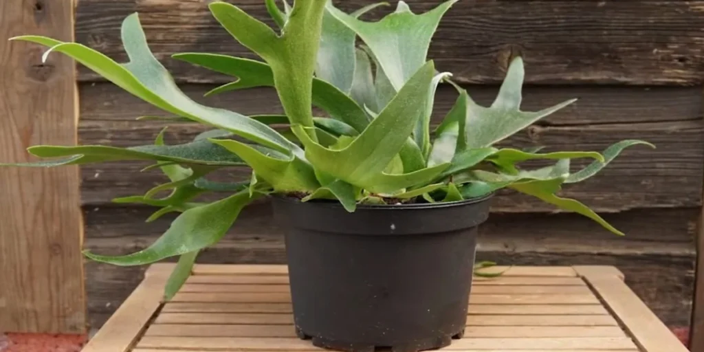 staghorn fern