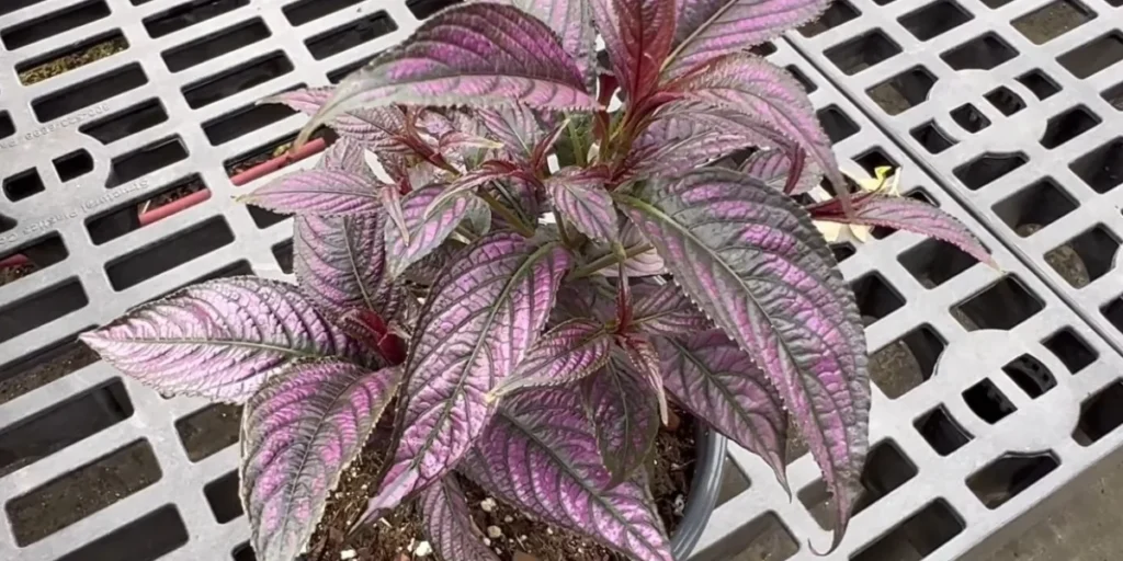 strobilanthes plant