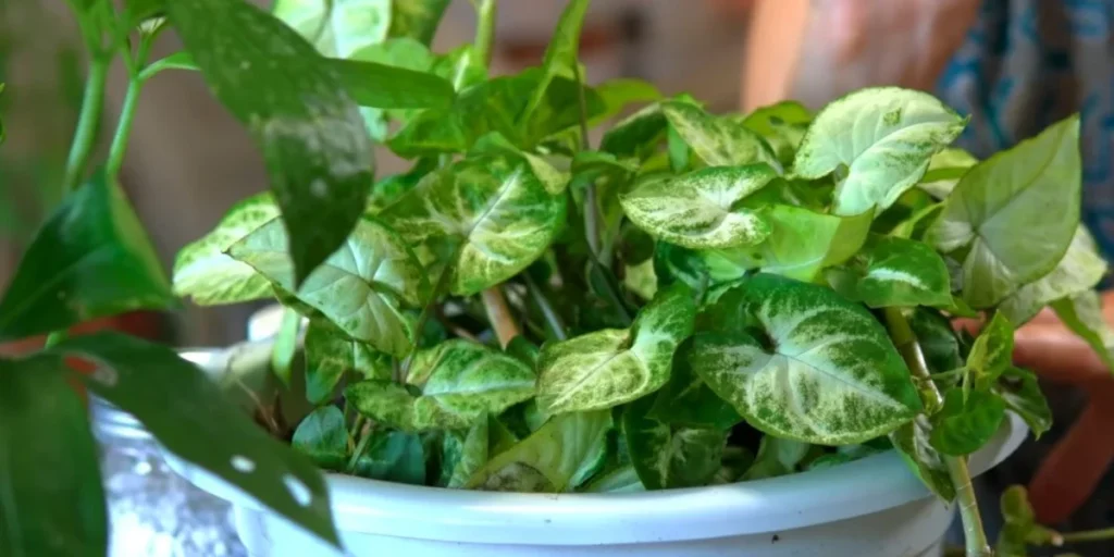 syngonium or arrowhead plant