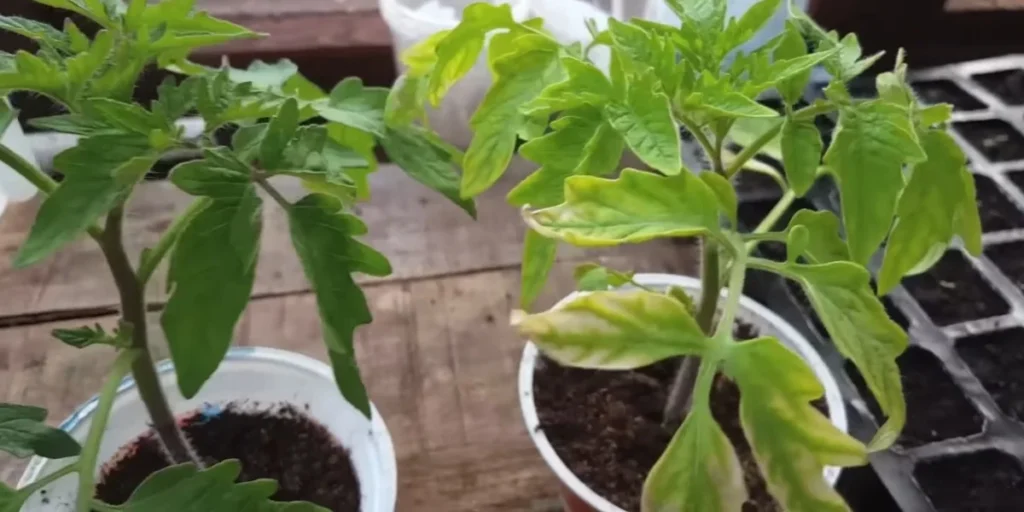 How To Grow Tomatoes From Seeds: A Guide To Grow Better Tomato 4 can you grow tomatoes inside