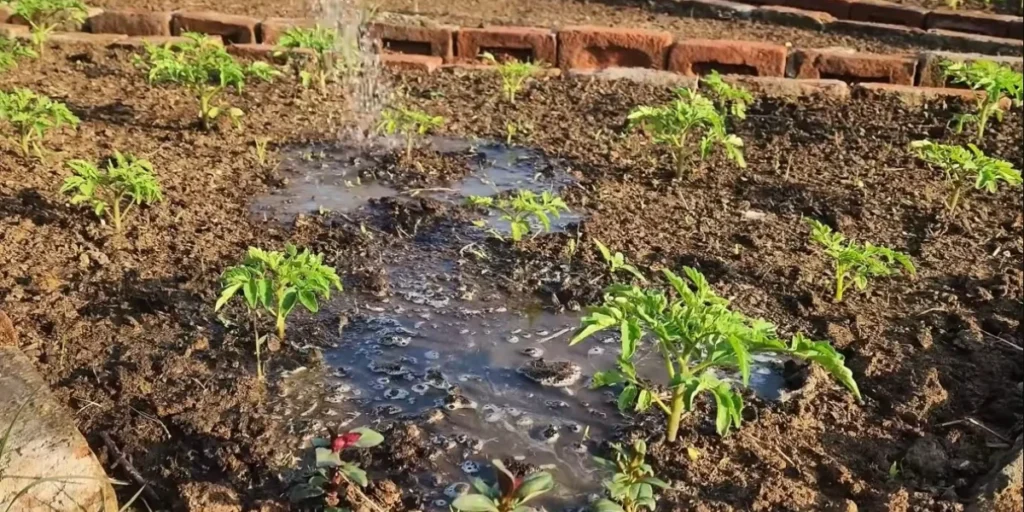 How To Grow Tomatoes From Seeds: A Guide To Grow Better Tomato 2 best soil for tomatoes