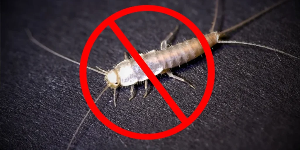 get rid of silverfish