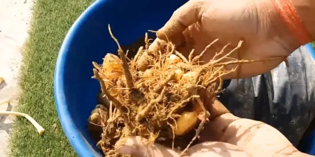 harvest turmeric