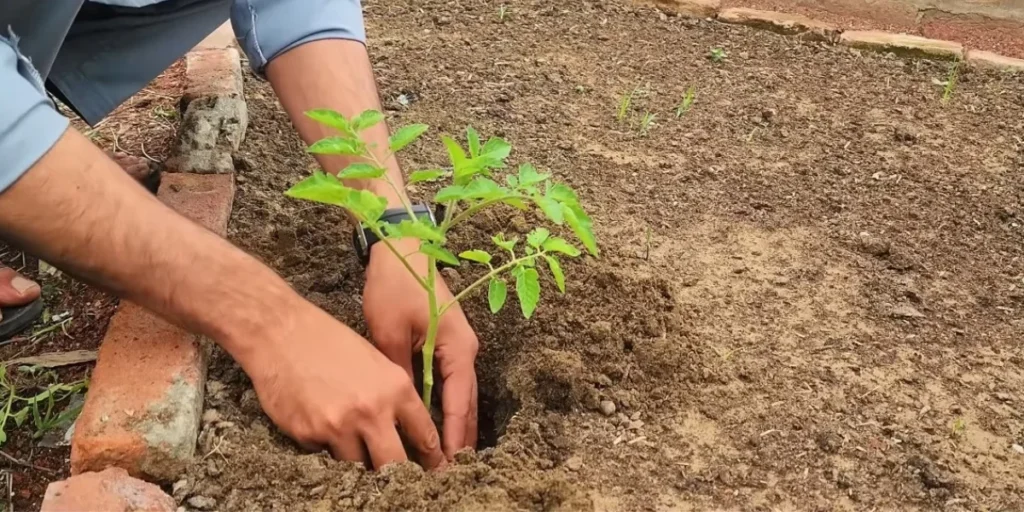 How To Grow Tomatoes From Seeds: A Guide To Grow Better Tomato 5 how deep to grow tomatoes