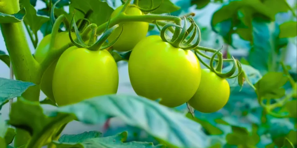 How To Grow Tomatoes From Seeds: A Guide To Grow Better Tomato 3 how to grow tomatoes from seeds 1