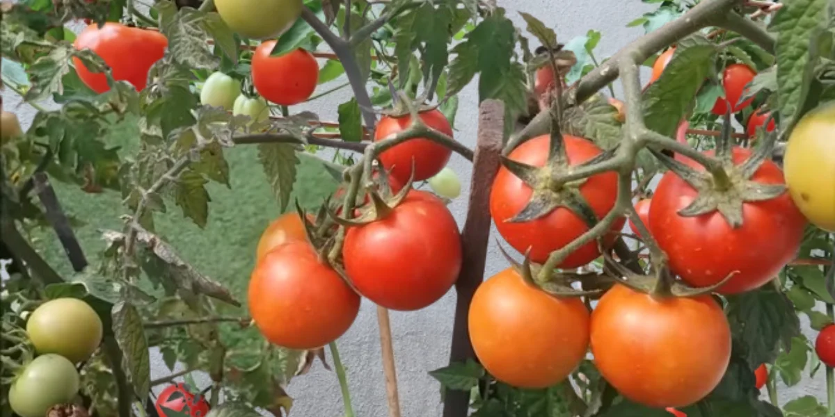 how to grow tomatoes from seeds