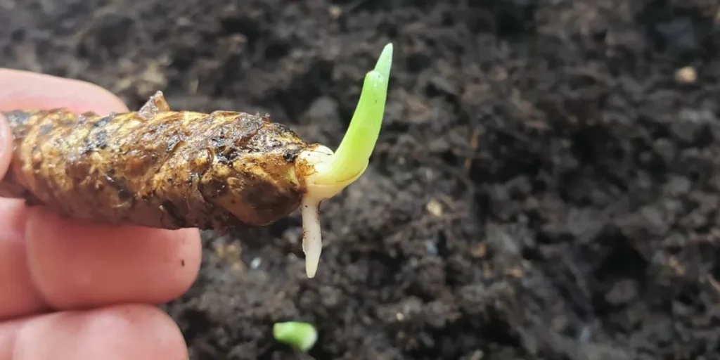 how to grow turmeric 1