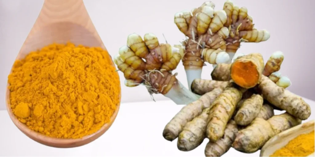 how to grow turmeric 4