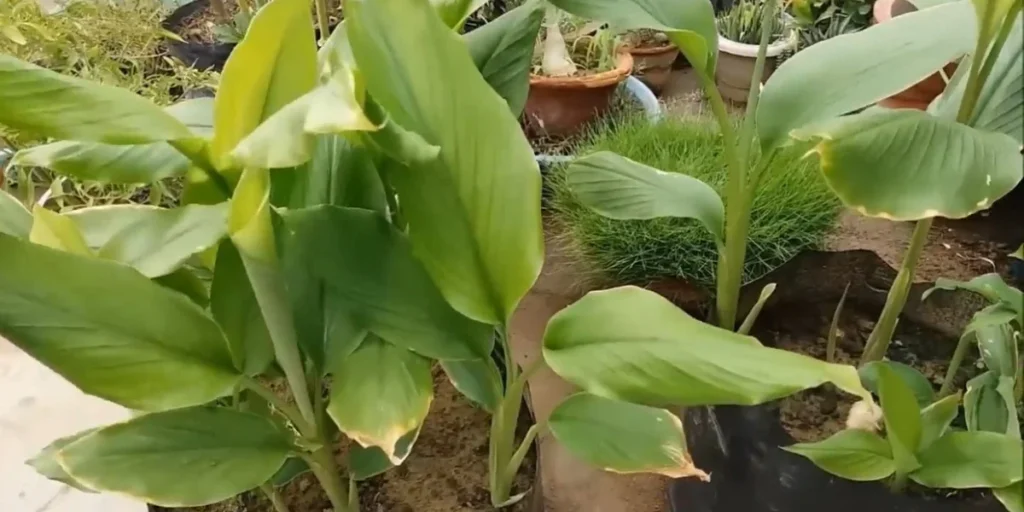 how to grow turmeric 5