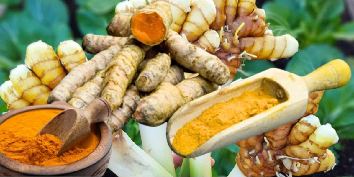 how to grow turmeric