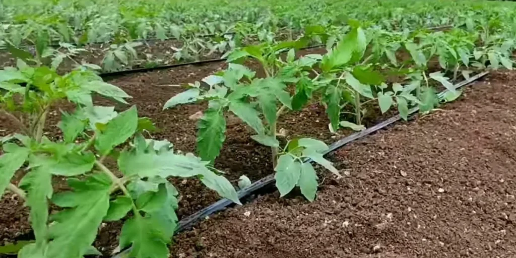 How To Grow Tomatoes From Seeds: A Guide To Grow Better Tomato 6 tomato plants