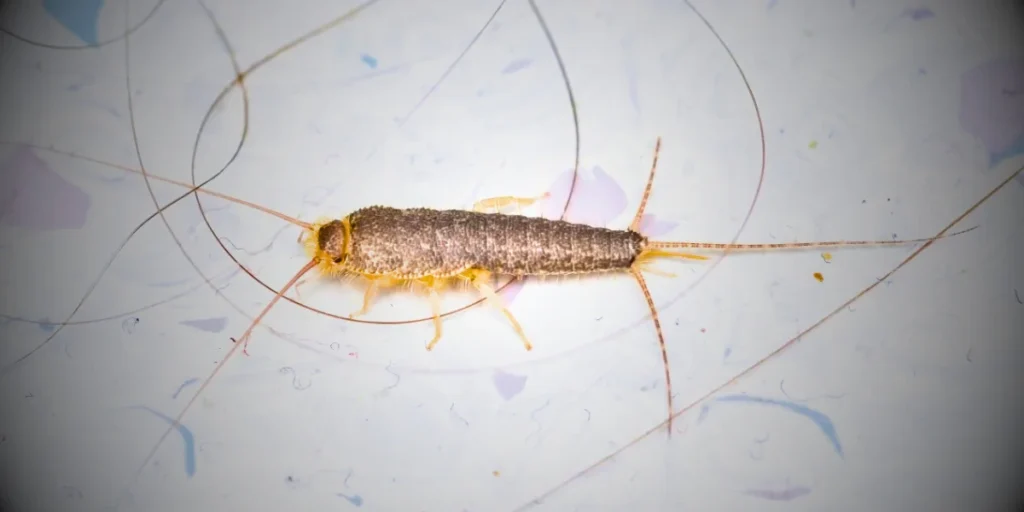 what do silverfish look like 1