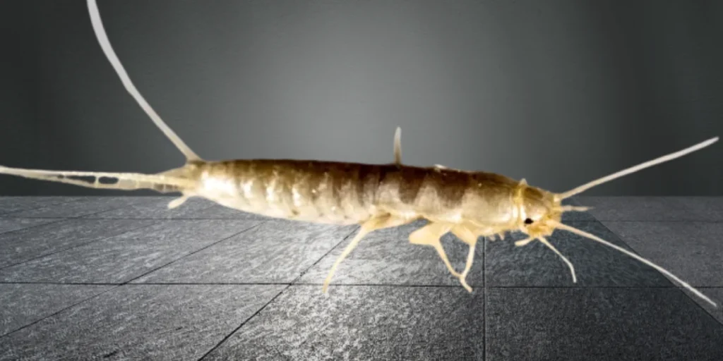 what do silverfish look like