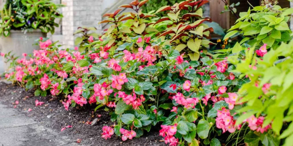 wasp repellent plants