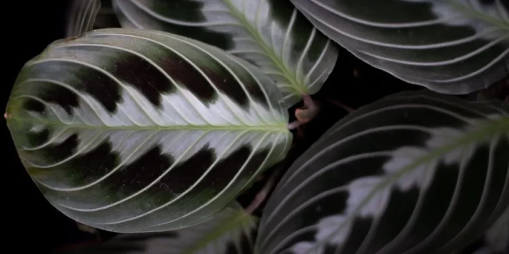 Black Prayer Plant