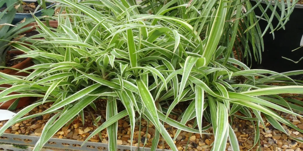 C. comosum Variegatum spider plant